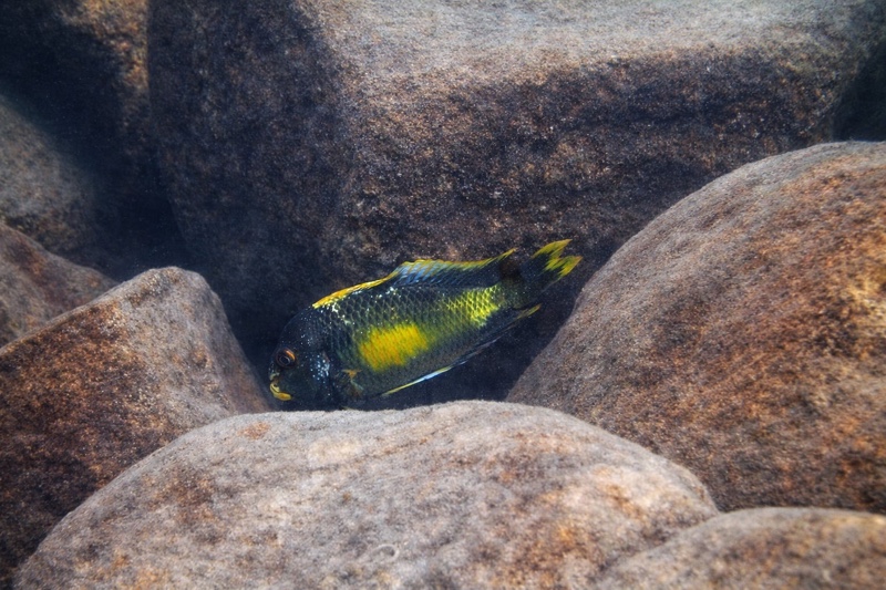 Tropheus moorii 'Kalambo Lodge' Kushangaza